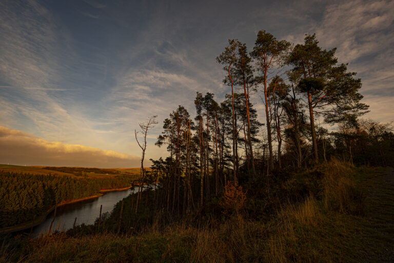 Entwistle Jubilee Forest as the sun disappears below the horizon.  Bathed in warm sunlight the landscape looks calm and peaceful.