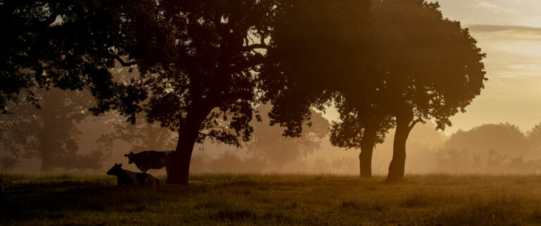 Misty early morning in Hoghton as the cows wake up.  The morning dew creates a soft mist which the warms sun lights up to create a glow.