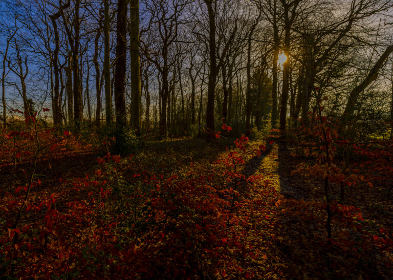 Walking through The Lodge at sunset the colours are bright and all around.  The trees and the strong sun create some eye catching pictures when shooting straight into the light.