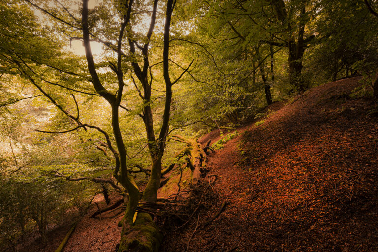 Sunnyhurst Woods near Darwen is situated on the side of a steep hill on the way up to Darwen Jubilee Tower.  The thick canopy of leaves means the floor of the woods sees very little light. Over time it has become a carpet of dead and rotting leaves.