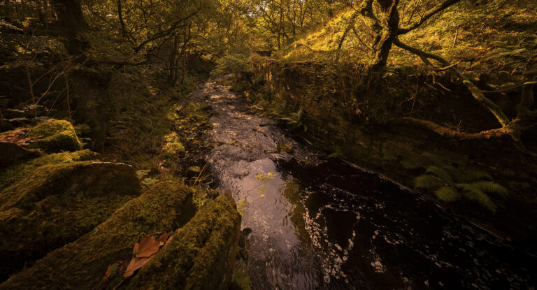 Exploring Anglezarke away from the well trodden paths.  Unused trails and paths are interesting places to find.  Overgrown and taken over by nature there is a hidden world close to the more familiar haunts.