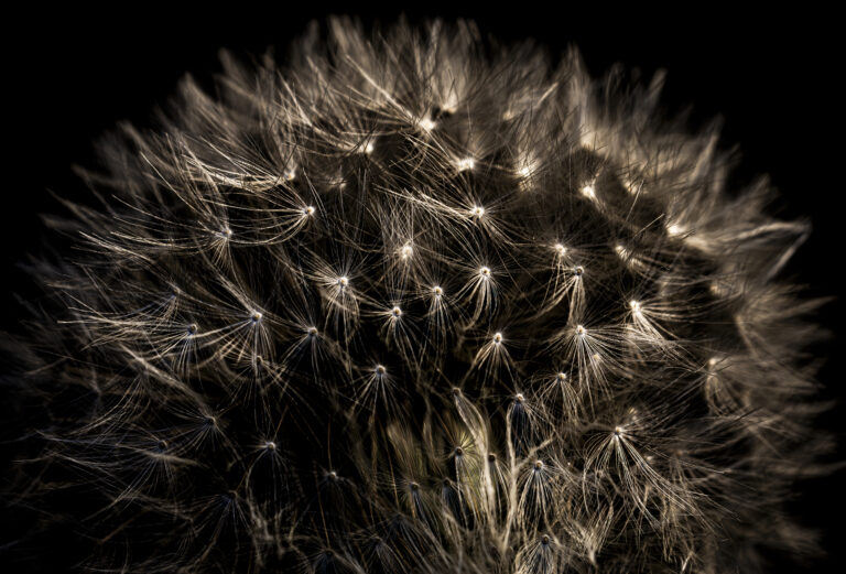 Dandelion ultra close up.