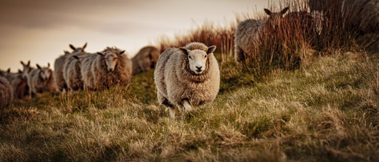 Out in the fields during lambing season. Early morning and the sheep are wandering around the fields.