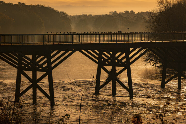 Avenham Park in early springtime. The wet grass creates a fine mist as the sun rises.  Shining through the trees the sun makes beams of light in the mist.  The old Tram Bridge is in it’s last few months before being dismantled and replaced.