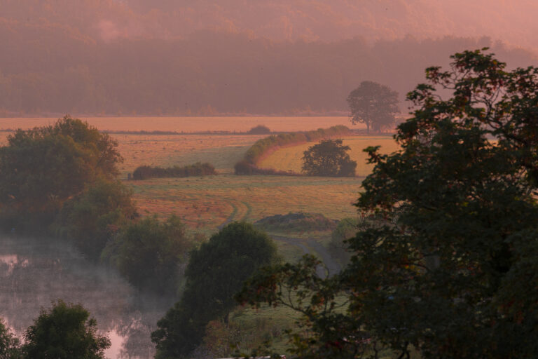 Dawn in the Ribble Valley.  An unusual pink glow is caused by the red sun lighting up the mist rising from the wet fields.  For a few minutes the landscape turns a pastel shade of red.