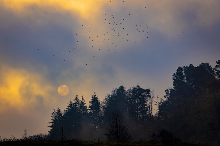 Drifting mist in Belmont is burnt away as the sun rises.  A very damp cold morning with a calm atmosphere as the colours come out of the mist.