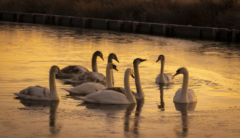 At first light in Altham the Leeds Liverpool Canal reflects the skies stunning colours.  A family of swans glides down the canal as sheep in the nearby fields get ready for the new day.