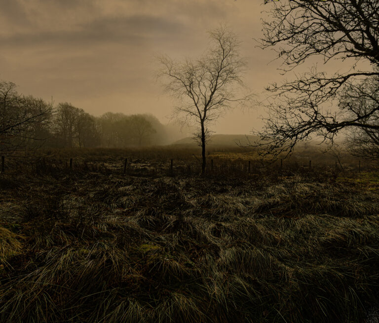 A damp misty February morning.  The combination of morning dew with a freezing mist and the suns glow colouring the landscape has created some dramatic shapes.
