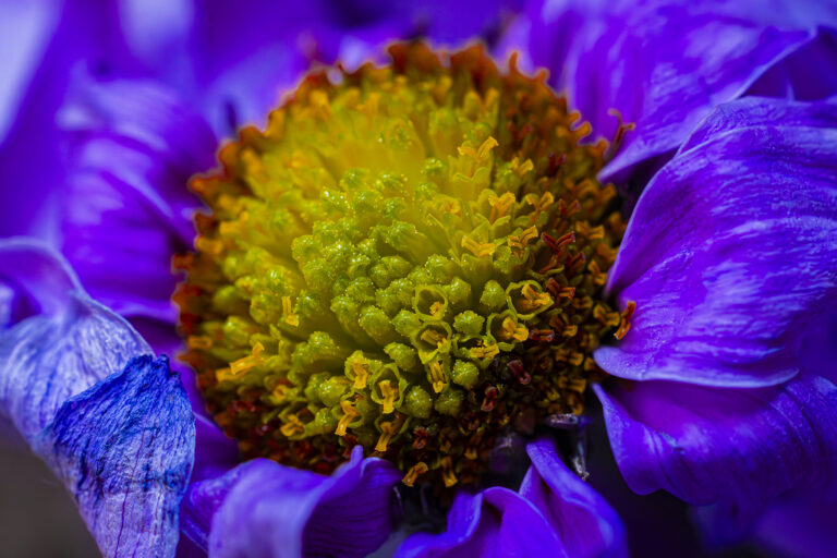 Fascinating nature in close up.