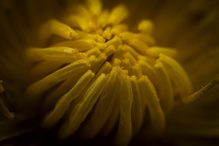 Yellow close up.