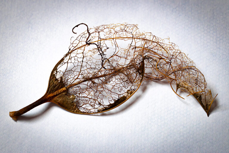 Beautiful leaf skeleton.