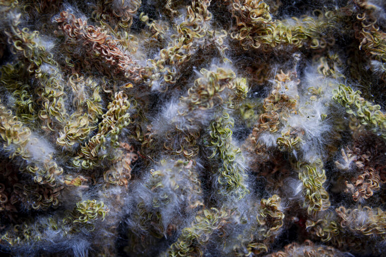 Catkins.