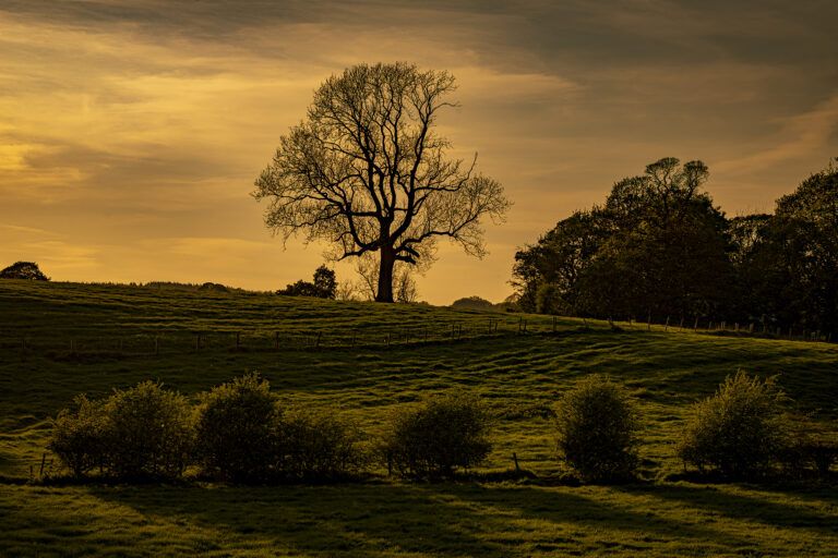 The last hour of sunlight at the Leeds Liverpool Canal in Riley Green.  That wonderful glow you only get as the sun fades into the horizon.
