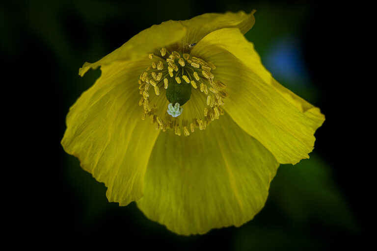 Tiny details in nature.