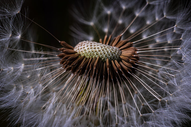 Dandelion Clock.