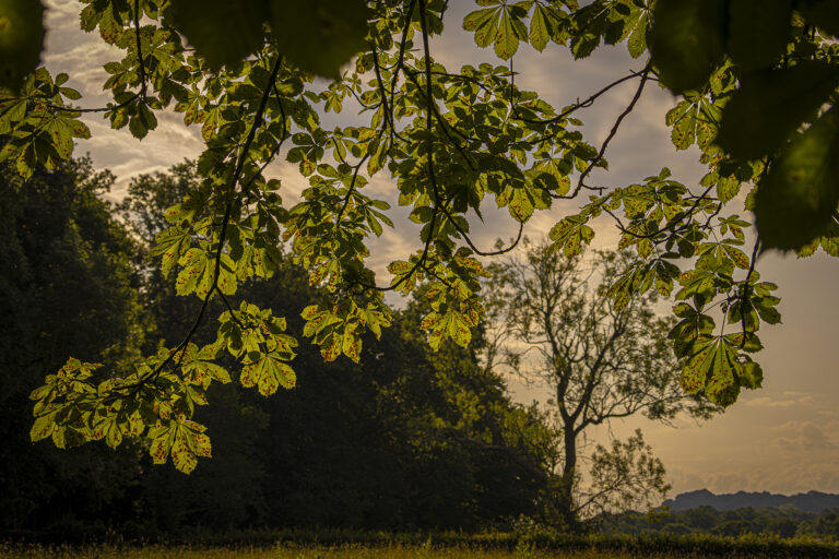 The Lodge woods early on a bright summer’s morning.  Very low strong sun creates a pattern of light through the canopy of leaves.
