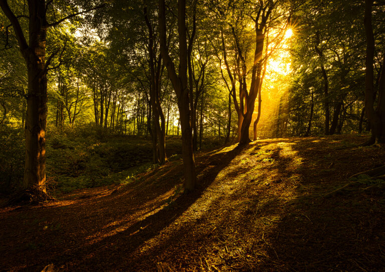 A glowing sunrise over the fields and forests in Hoghton.  One of those mornings where the sunlight is yellow for the first hour.   The shafts of sunlight in the forest create some stunning images.