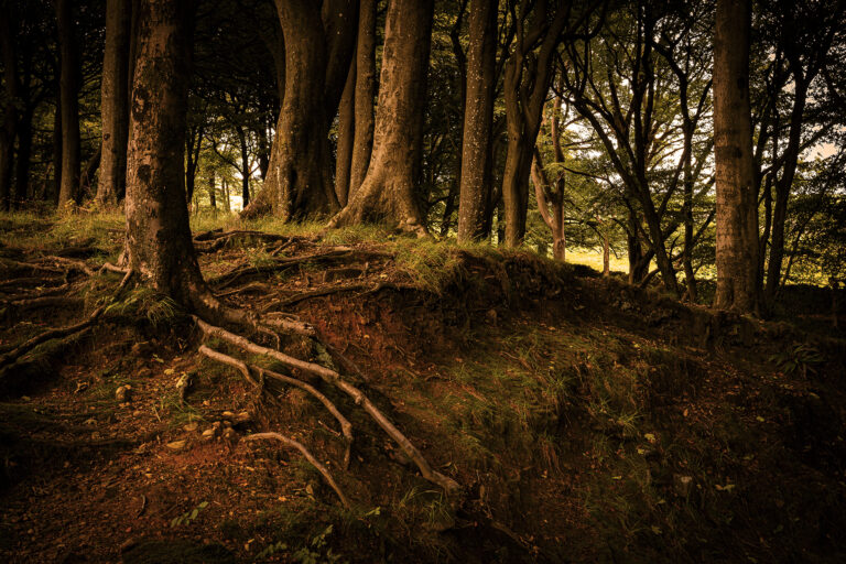 Buckden Wood near Ramsbottom is one of those places where you step off the road into a different world. Peaceful and surrounded by the sounds of nature. The sunlight creates a patchwork of colours and shapes.