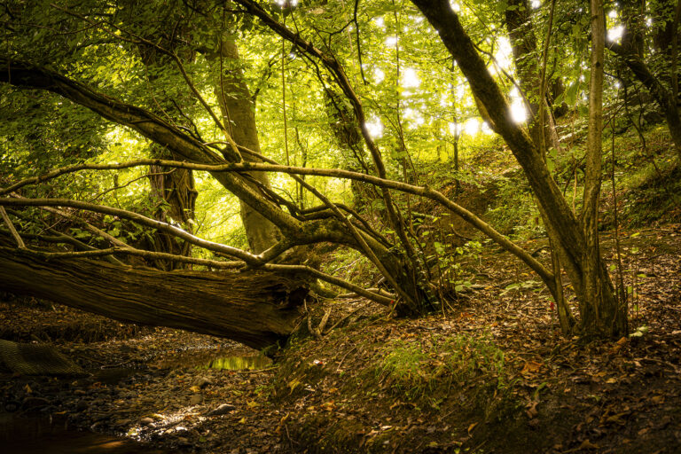 Strong sunlight bursting through the canopy of leaves creates high contrast dramatic light.  Small patches of sunlight light up the ground and the bright light spreads round the leaves.