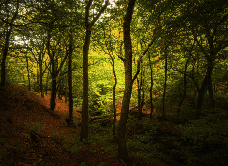 Surrounded by a canopy of leaves the woods become a tapestry of textures and colours.  The changing sunlight splatters shadows and highlights everywhere creating stunning almost painting like pictures.