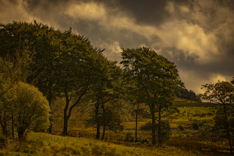 A very patchy day with the strong sunlight in and out from behind the racing clouds.  Stunning contrast and colours during a couple of hours between rain and dull spells.