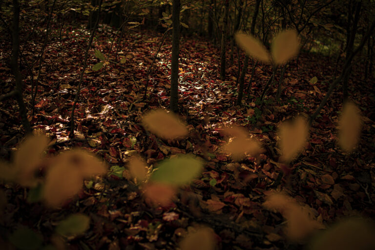 The forest is changing from red to yellow as the last of the leaves fall.  Very soon there will only be a carpet of leaves and the trees will turn into skeletons.