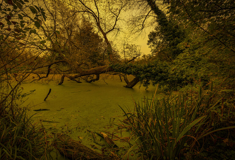 Stanley Park in Blackpool.  Surreal first light has created an other-worldly feel over the silent lake at dawn.   Fallen trees and dense algae create a desolate environment.