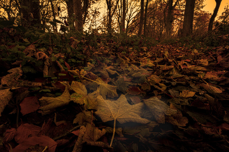 A very brief break in the cloudy dark weather in the woods in Hoghton.  Colours are rapidly changing before the trees become winter skeletons.