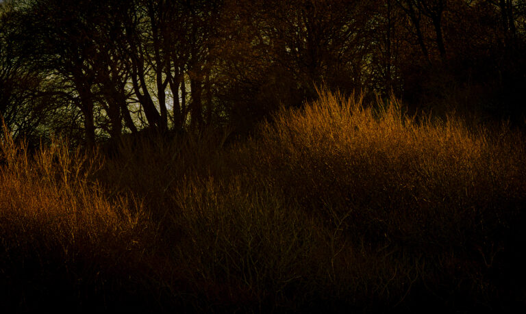 Very low sharp sunlight on a freezing cold winter’s day.  Open skies and yellow sunlight bring out textures and shapes in the woods and across fields.