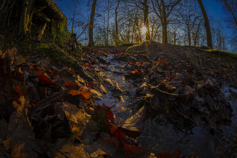 Minus 3C.  Bitterly cold with an open blue sky.  Beautiful light in and around the woods in Hoghton.