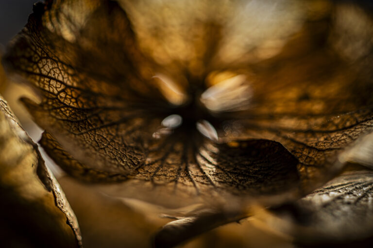 Hydrangea ultra close up.