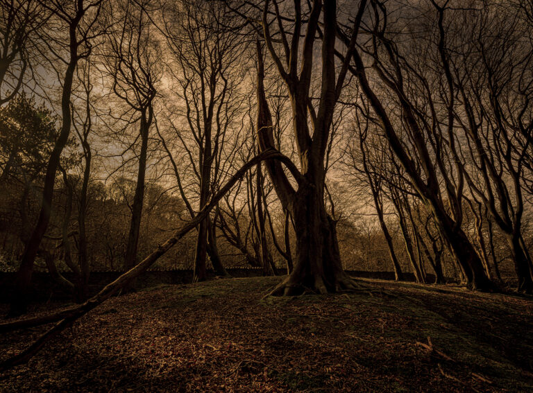 First day of sunshine in a couple of weeks.  The woods in Hoghton are starting to spring into life.