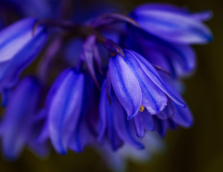 Spring colour burst.
