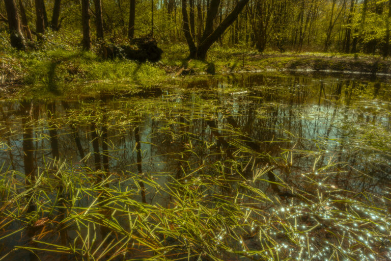 Glowing forest sunlight on a glorious spring day.   Overhead sun creates a soft glow in a forest after days of rain.   Wet grass reflects the strong sunlight giving an atmospheric look.
