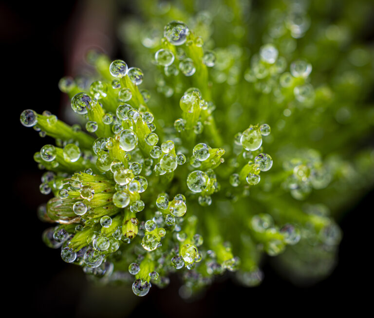Tiny water droplets.