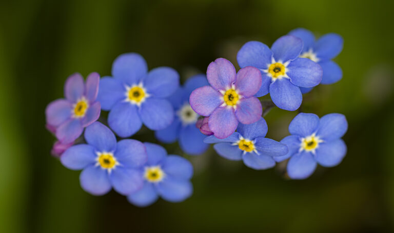 Tiny Blue.