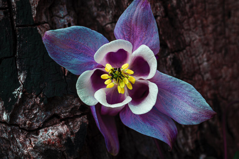 Purple and yellow.