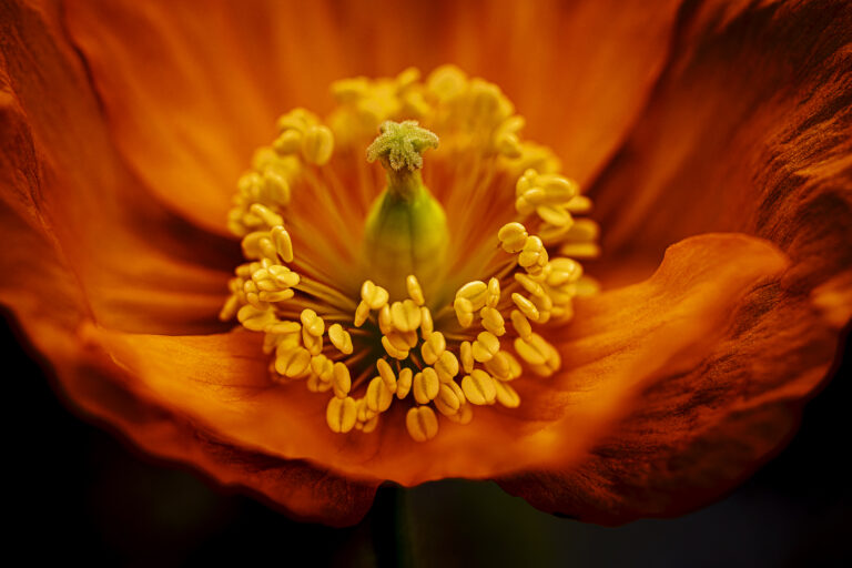 Glorious Orange.