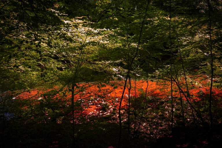 Colourful woodlands under a canopy of green.  Bright sunlight creates a patchwork of vivid colour.