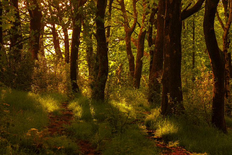 Buckden woods on a calm spring evening.  The sunlight splatters patterns of light around the woods.