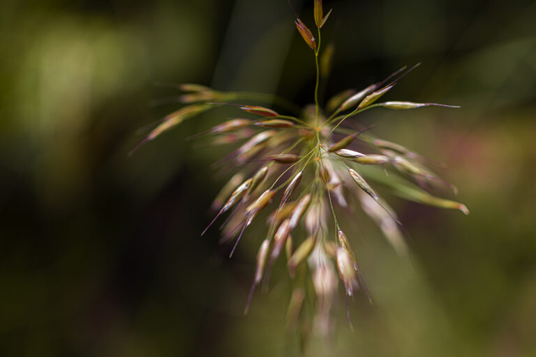 Blowing in the rain.
