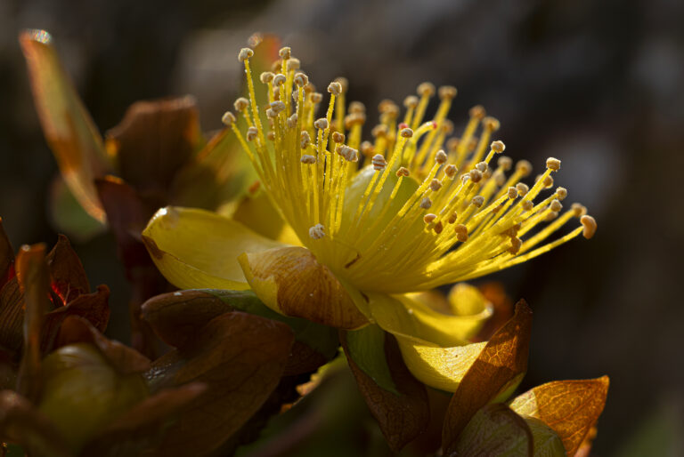 Tiny little yellow.