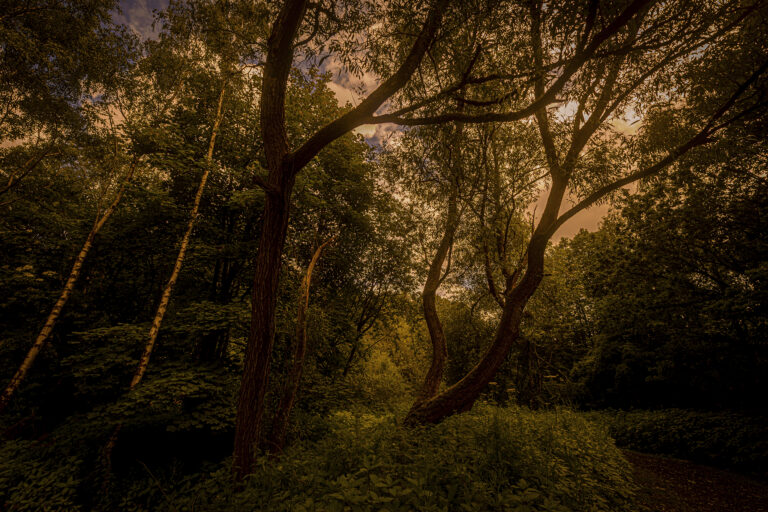 Patchy sunlight in woods near Bamber Bridge.  High overhead sunlight creates dramatic shapes in between the canopy of leaves.
