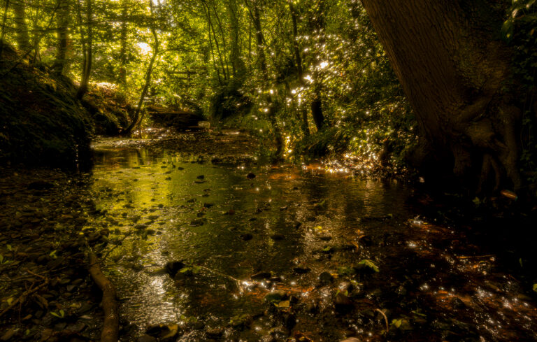 Beautiful dappled light in the woods next to The Lodge in Hoghton.