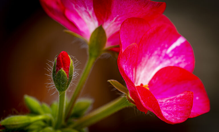 Pink.