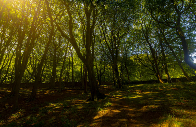 The woods in Hoghton on a blisteringly hot summer day.  The strong sunlight bursting through the green canopy creates dramatic light patterns everywhere.