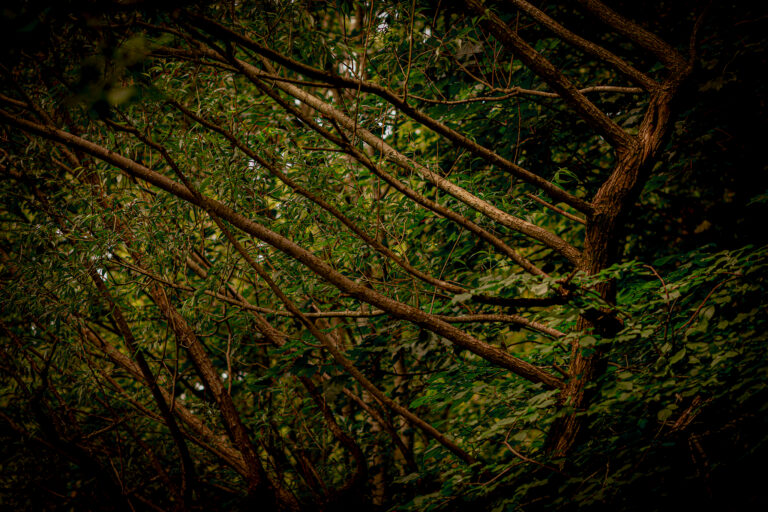 Dark and dense woods on a very grey day.  More abstract than normal with a few details and shapes.
