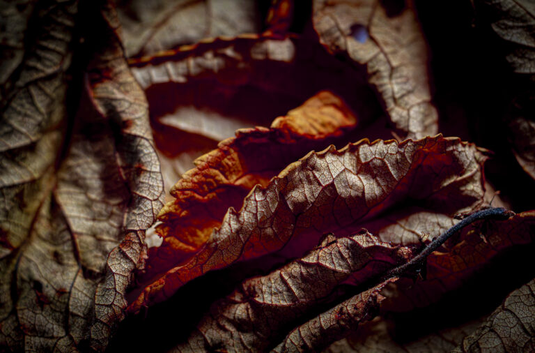 Dry leaf details.