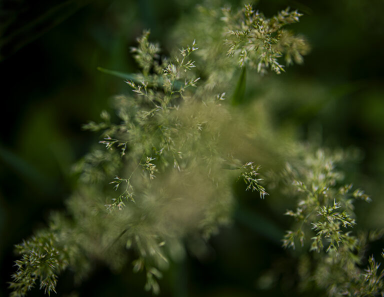 Wispy grass.