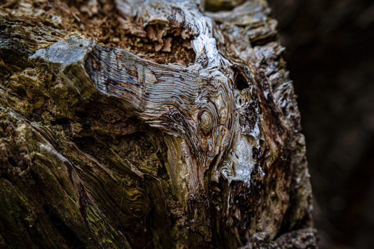 Sun dried logs.